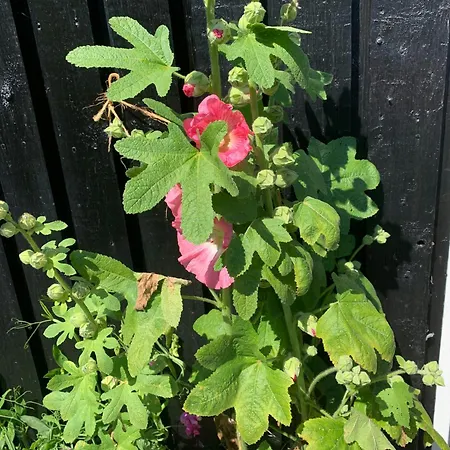 Ferienhaus Beachfront House At Holken Odder