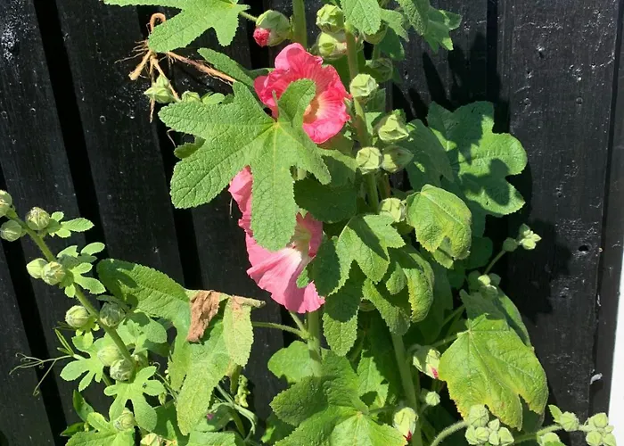 Сasa de vacaciones Beachfront House At Holken Odder